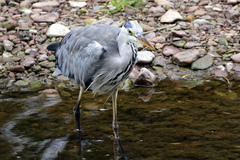 Ardea cinerea