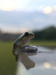 Hyla japonica