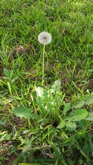 Taraxacum officinale