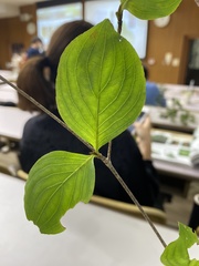 Cornus kousa