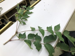 Toxicodendron trichocarpum