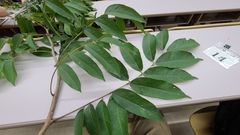 Sapindus mukorossi