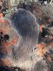 Immersaria athroocarpa