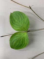 Cornus kousa
