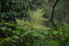 Rhus javanica