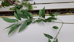 Quercus myrsinifolia