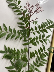 Zanthoxylum schinifolium