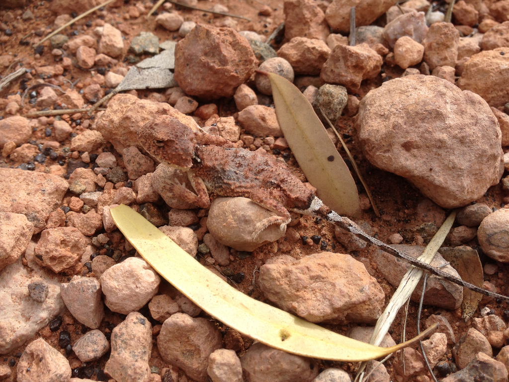 Goldfields Pebble-mimic Dragon