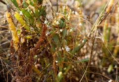 Cuscuta pacifica pacifica