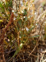 Cuscuta pacifica pacifica