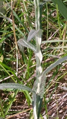 Pterocaulon virgatum