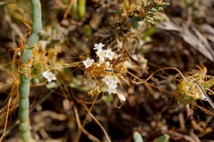 Cuscuta pacifica pacifica