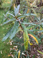 Hippophae
