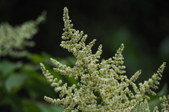 Rhus javanica