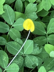 Arachis duranensis