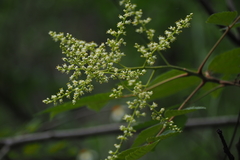Rhus javanica