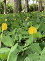 Arachis duranensis