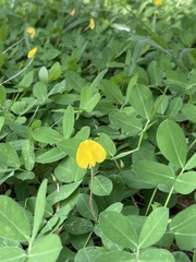 Arachis duranensis