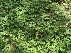 Arachis duranensis