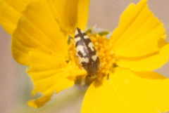 Acmaeodera tuta
