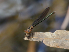 Pseudagrion jedda