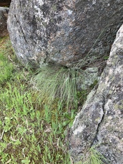 Poa sieberiana