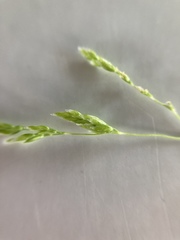 Poa sieberiana