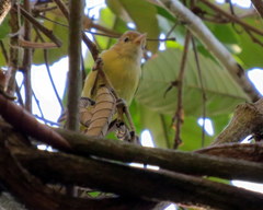 Pachysylvia aurantiifrons