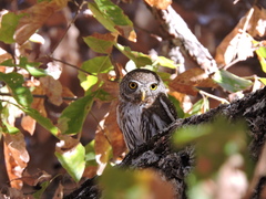 Glaucidium gnoma hoskinsii