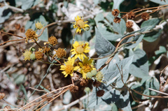 Bahiopsis reticulata