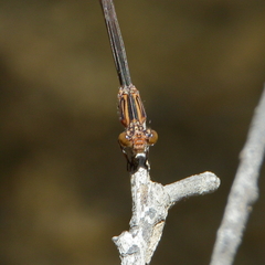 Pseudagrion jedda
