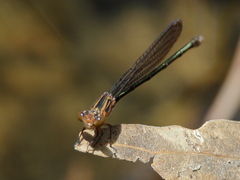 Pseudagrion jedda