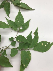 Fraxinus sieboldiana