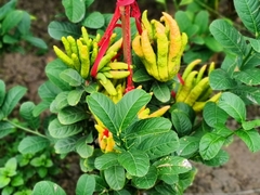 Citrus medica sarcodactylis
