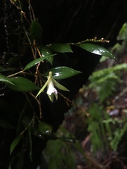 Dendrobium pugioniforme