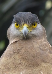 Spilornis cheela