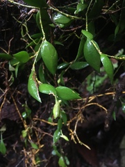 Dendrobium pugioniforme