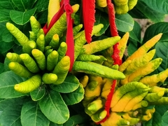 Citrus medica sarcodactylis
