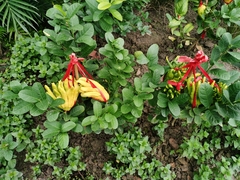 Citrus medica sarcodactylis