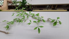 Enkianthus perulatus