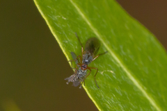 Ocydromiinae