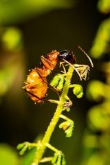 Camponotus americanus