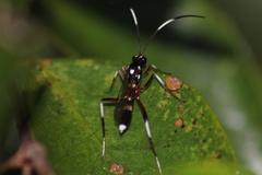 Phygadeuontinae