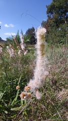 Pterocaulon virgatum