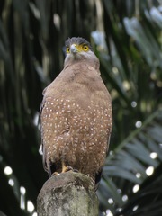 Spilornis cheela