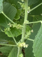 Acalypha indica