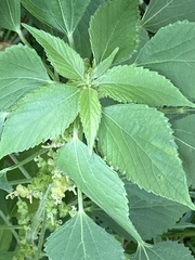 Acalypha indica