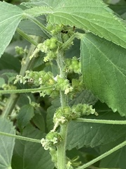 Acalypha indica