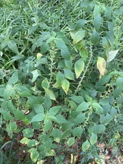 Acalypha indica