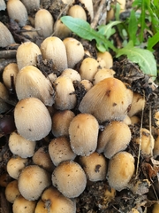 Coprinellus micaceus
